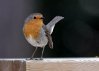 Roodborst   A.Bender : SPANJE 2012 60D